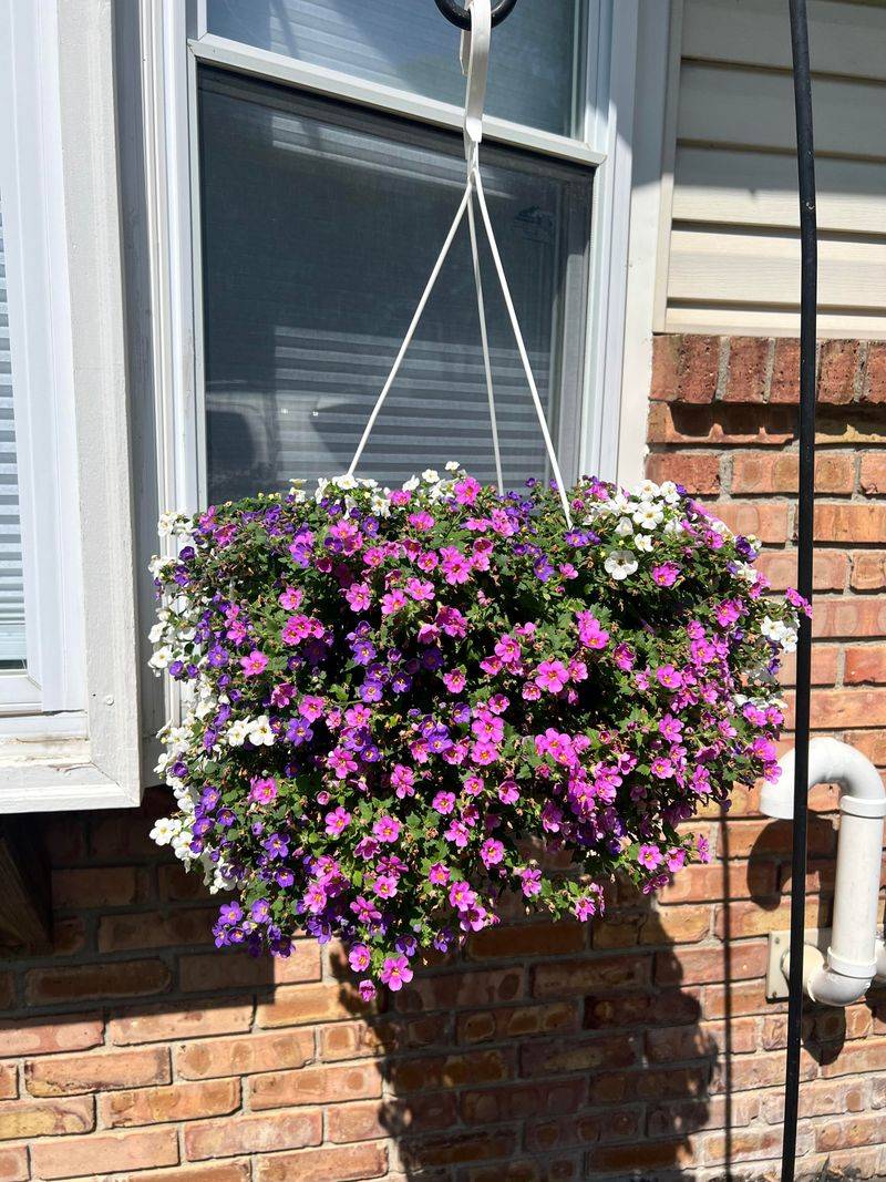 Bacopa Adds Soft Blooms That Last Through The Season