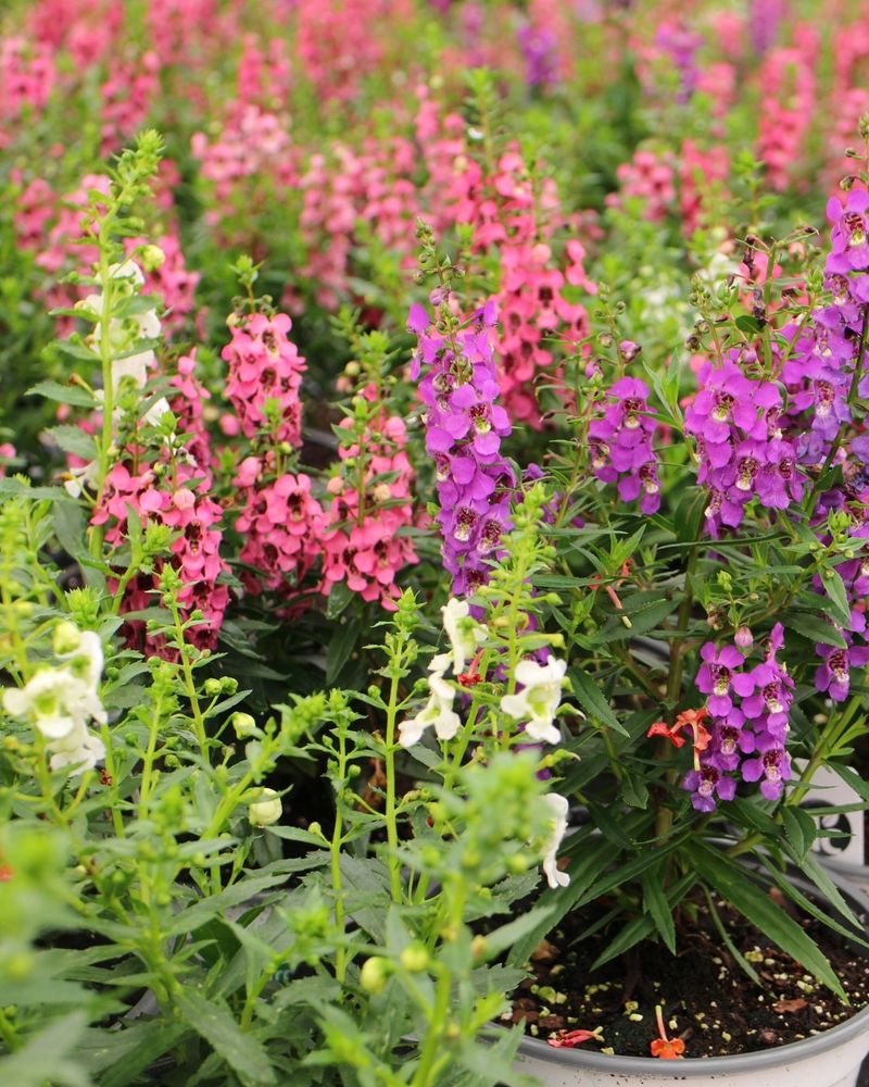 Angelonia Thrives In Heat With Elegant Flower Spikes