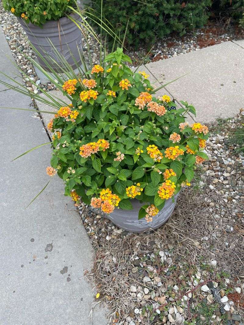 Lantana That Loves The Heat And Blooms Better In Containers