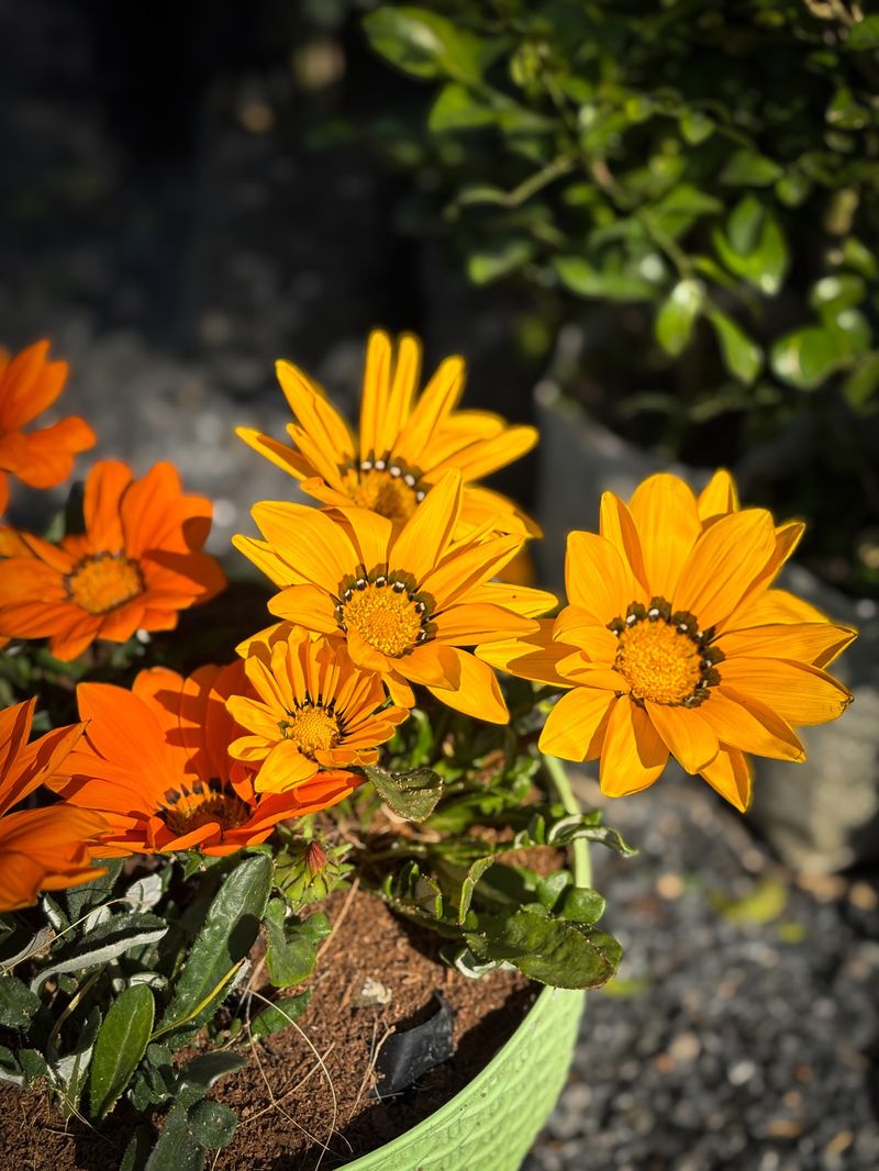 Gazania