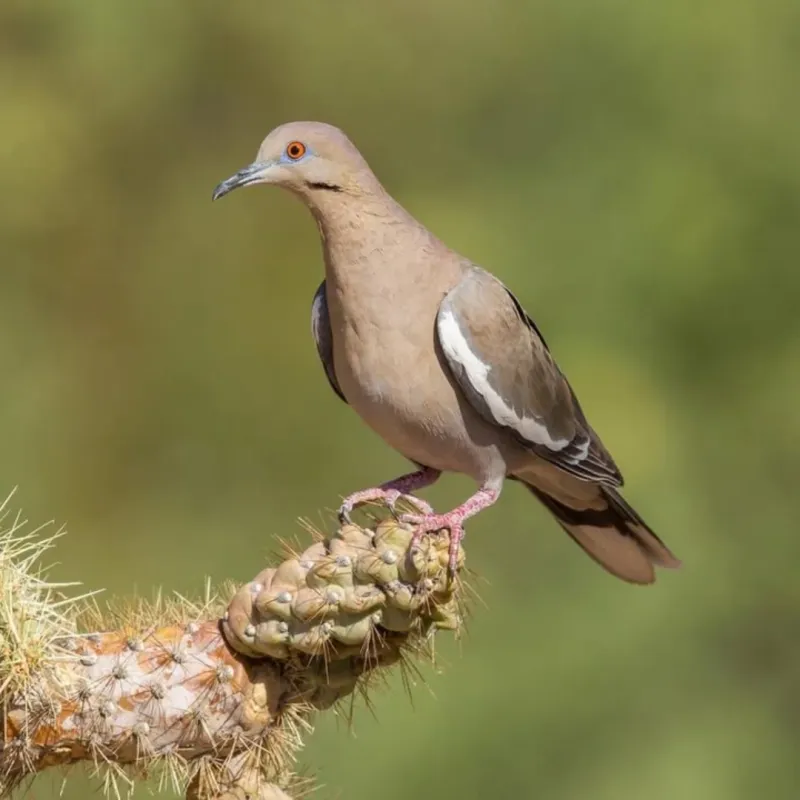 White-Winged Dove Returns To Southern And Central Arizona