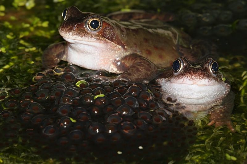 Some Frog Species Breed Immediately After Ice Melt