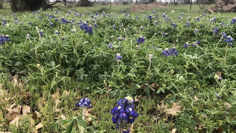 Root Systems Strengthen During Cold Periods