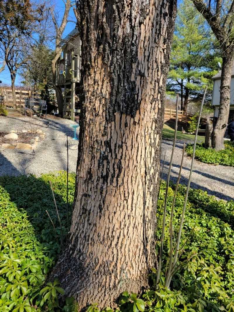 Woodpecker Activity Often Increases On Infested Trees