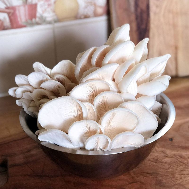 Oyster Mushrooms Resist Common Contaminants