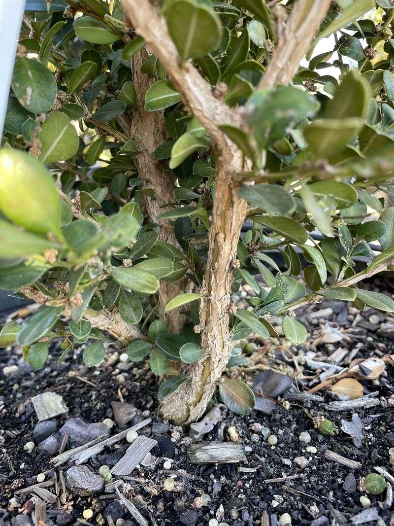 Long Narrow Cracks That Expose Inner Wood