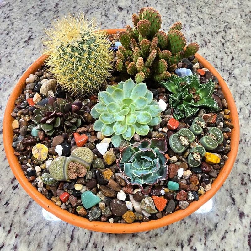 Succulent Arrangements In Decorative Pots For Year-Round Interest