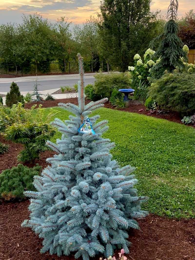 Dwarf Conifers - Structure Without The Work