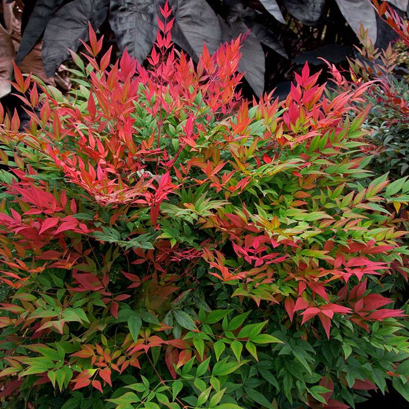Nandina Spreads And Loses Landscape Value
