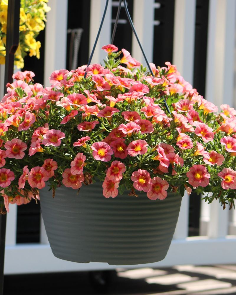 Calibrachoa (Million Bells)