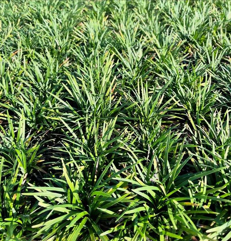 Dwarf Mondo Grass