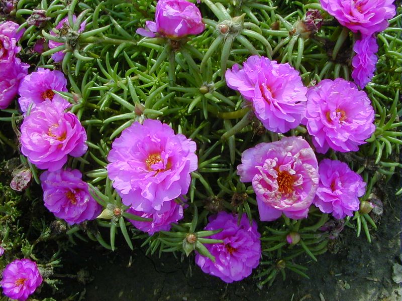 Portulaca / Moss Rose