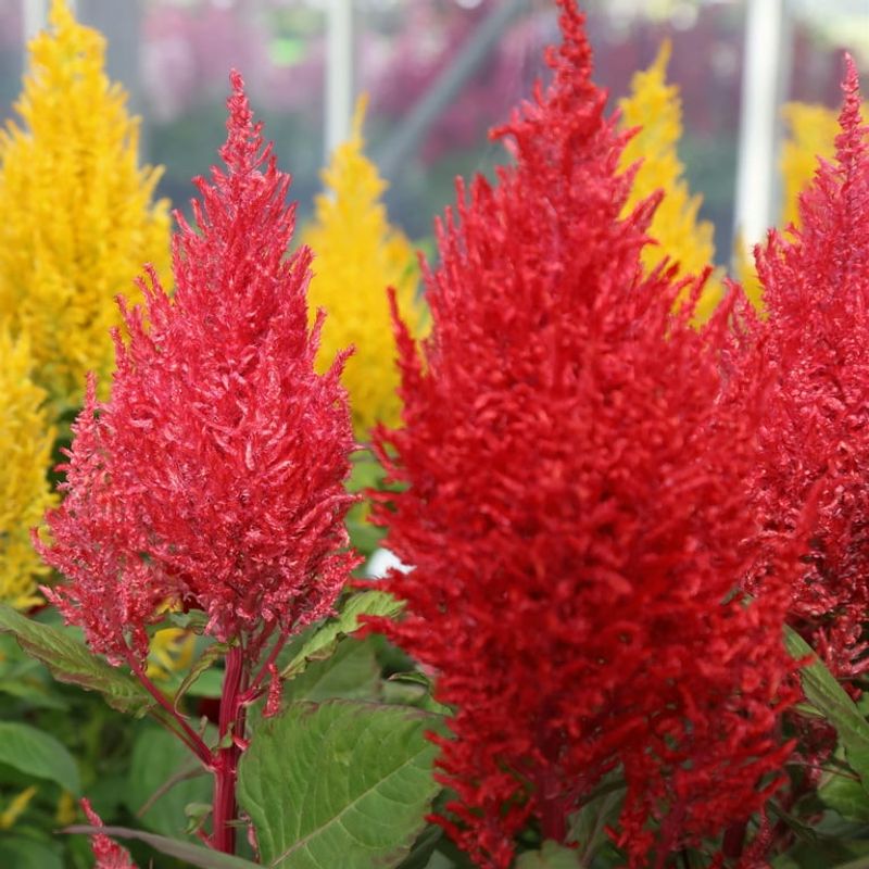 Celosia Ignites The Garden With Fiery Tropical Plumes