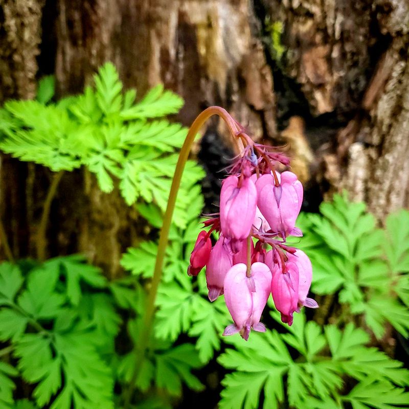 Pacific Bleeding Heart