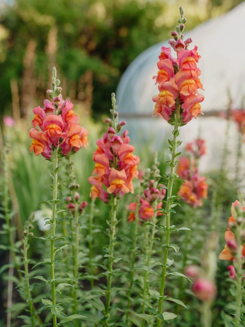 Soft Spikes Of Snapdragon Add Height To Valentine Beds
