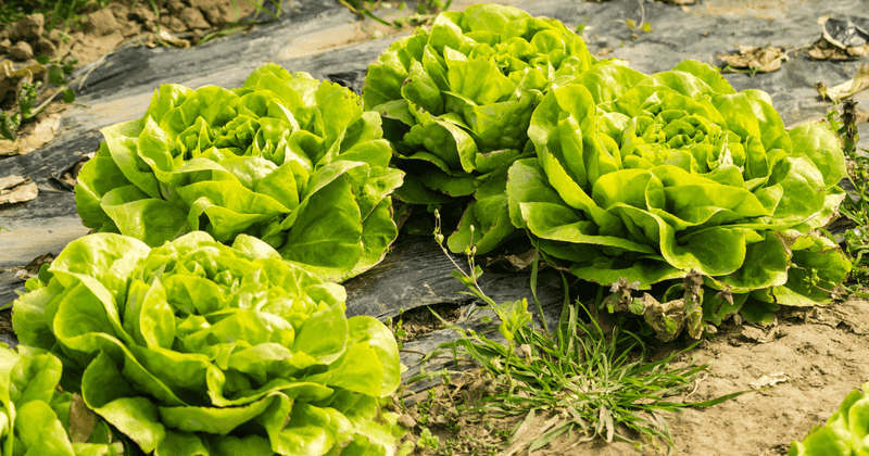 Lettuce Can Handle Light Frost Without Major Damage