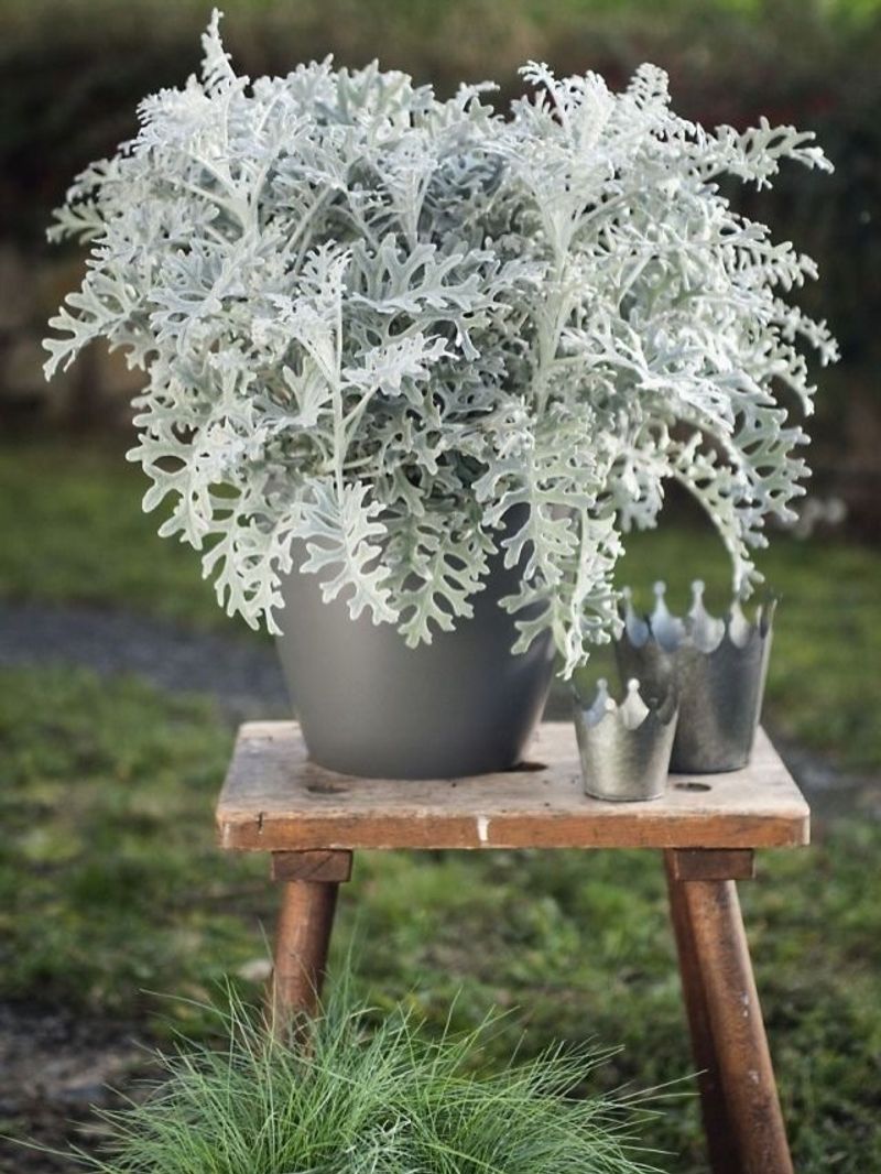 Dusty Miller Handles Cool Temperatures With Ease