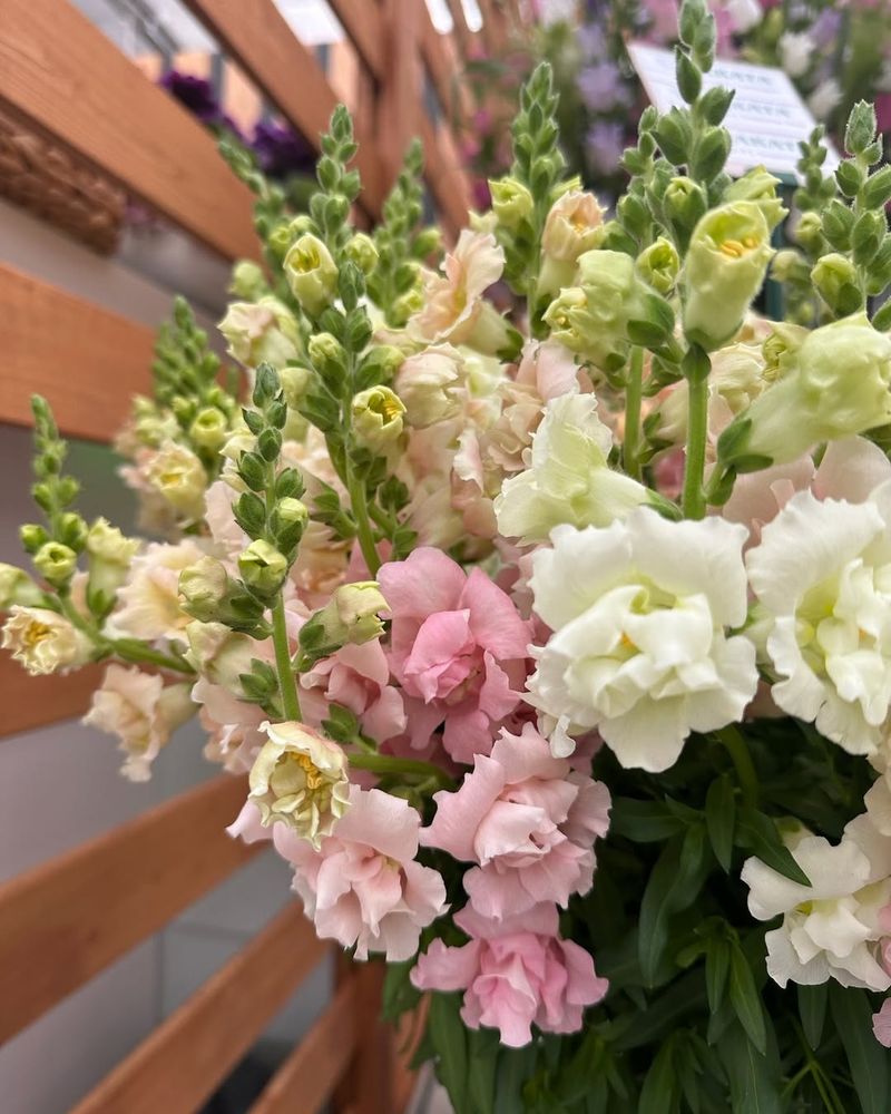 Snapdragons Thrive In Cool Air And Early Season Light