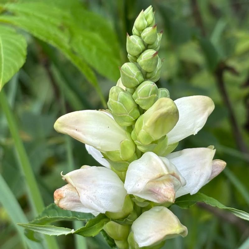 White Turtlehead (Chelone Glabra)