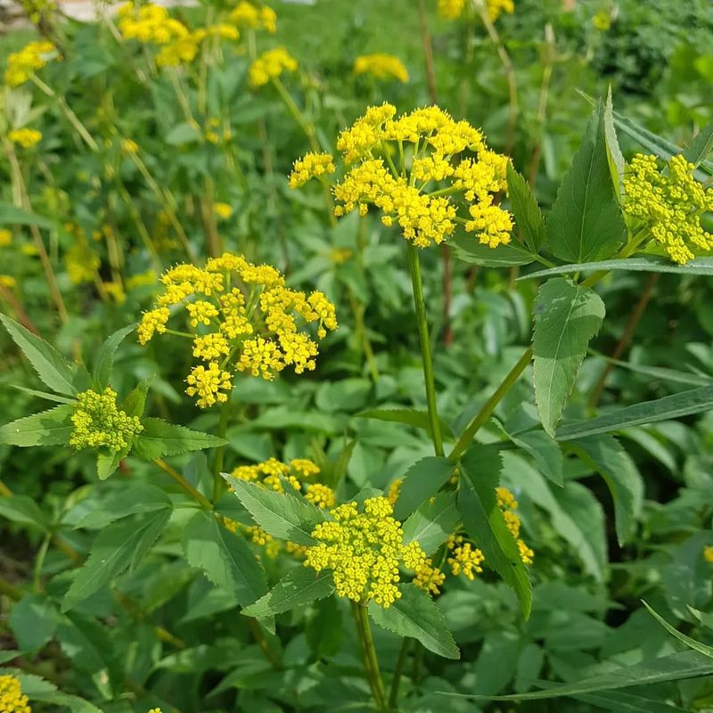 Golden Alexanders