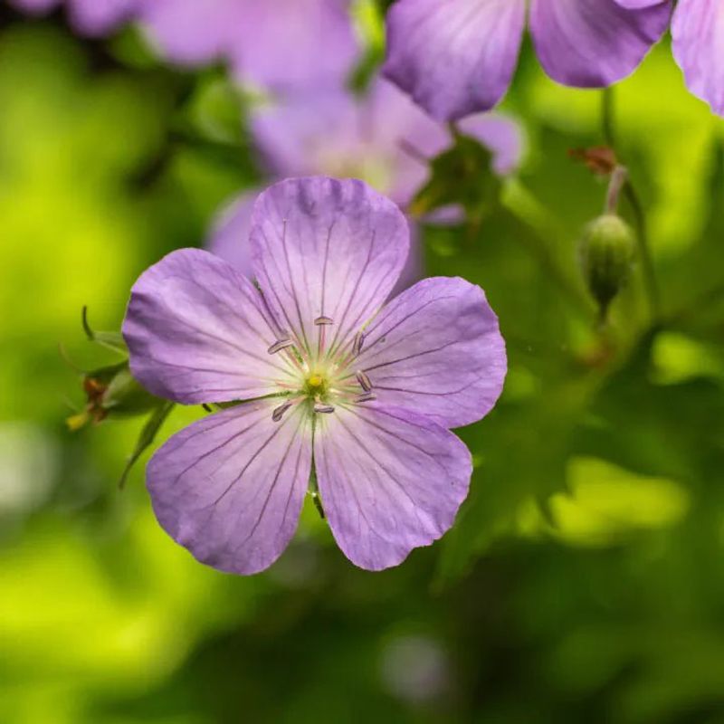 Wild Geranium Powers Through Frost