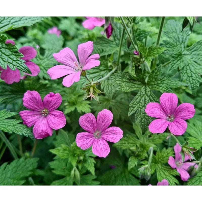 Wild Geranium Adds Charming Pink Flowers