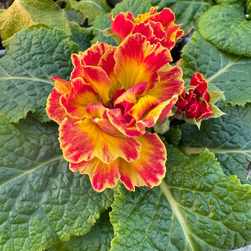 Primrose (Primula Spp.)
