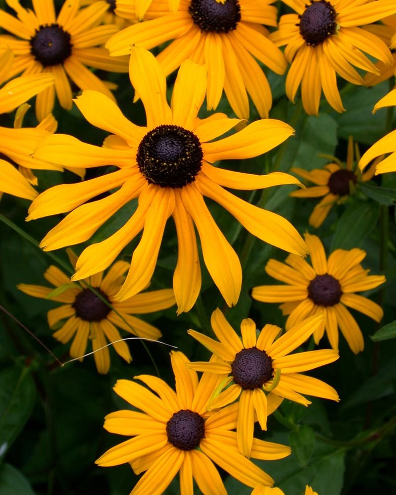 Black-Eyed Susan (Rudbeckia Hirta)