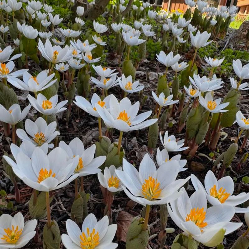 Bloodroot (Sanguinaria canadensis)