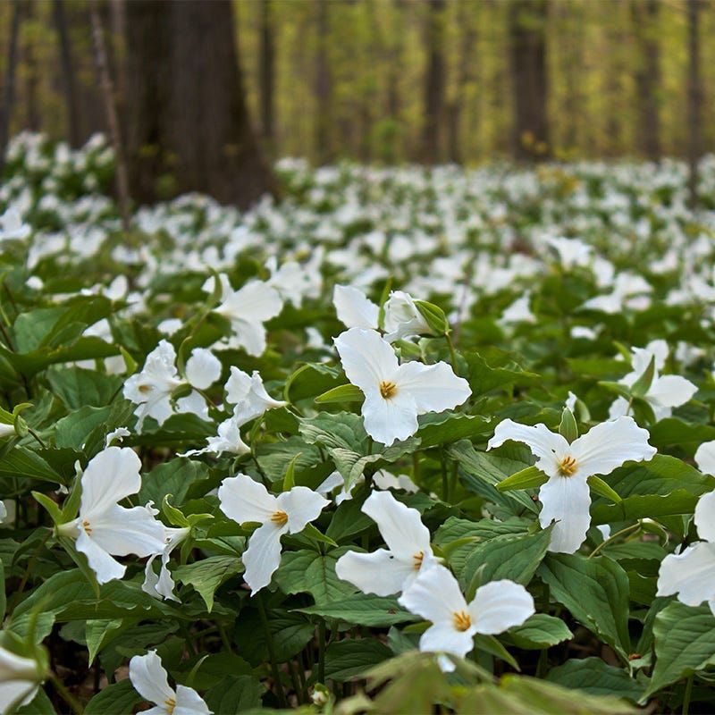 Trilliums Add Iconic Forest Elegance