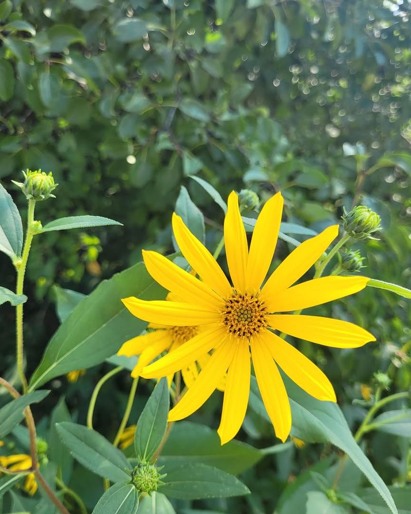 Woodland Sunflower Extends The Foraging Season Naturally