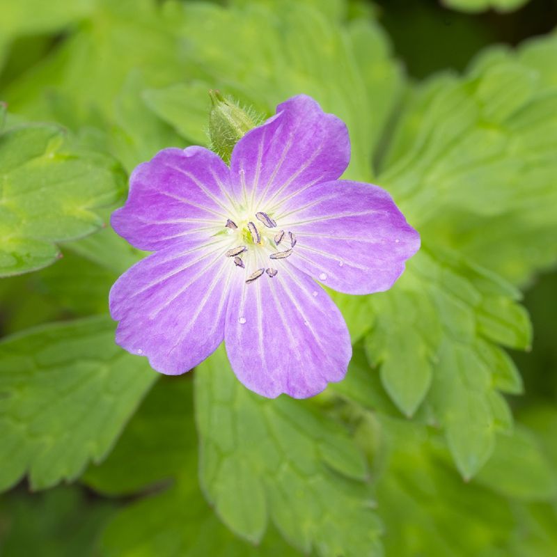 Wild Geranium Thrives Naturally And Blooms With Ease