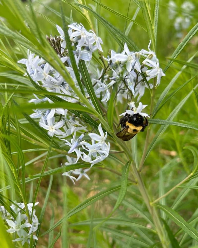 Blue Star Draws A Wide Range Of Early Pollinators