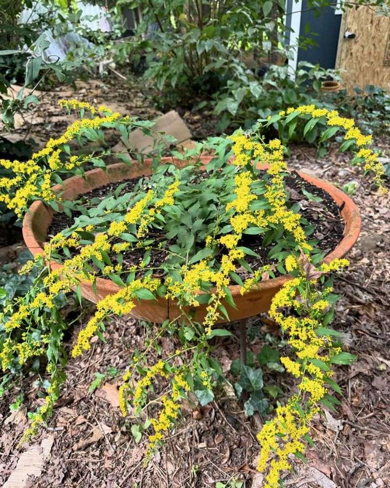 Goldenrod Fuels Late Season Pollinators