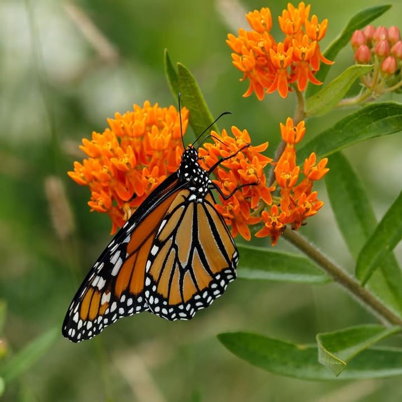 Butterfly Weed