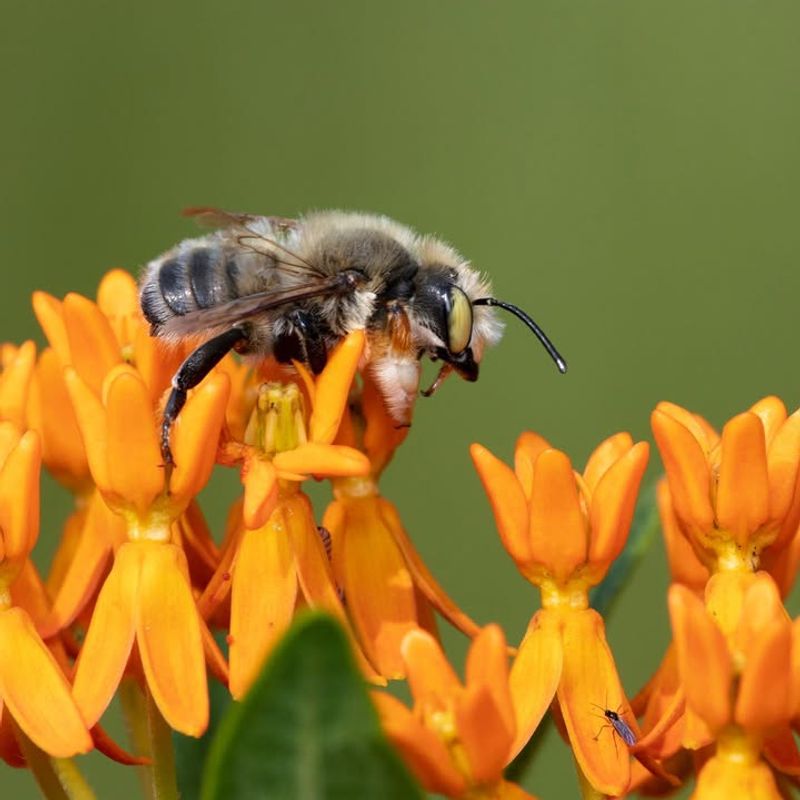 Butterfly Weed That Brings The Nectar Crowd