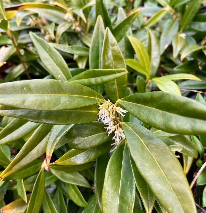Sweetbox (Sarcococca hookeriana var. humilis)