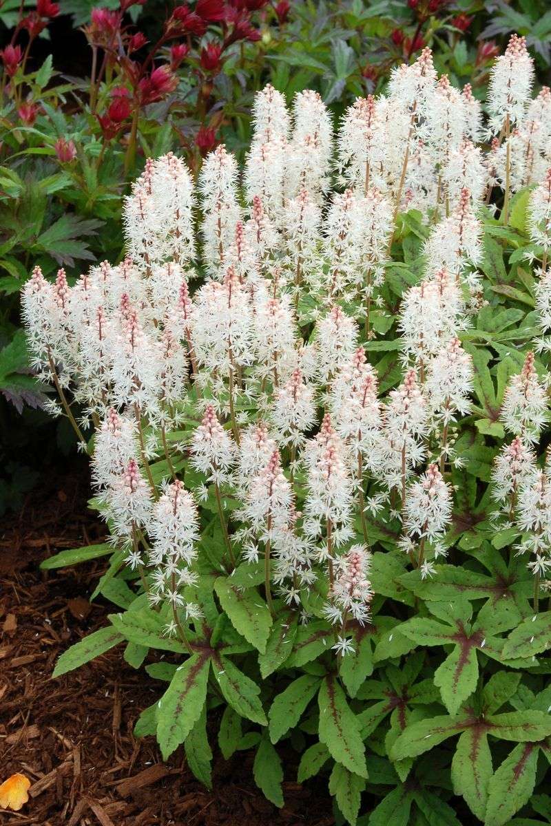 Foamflower Adds Frosty Blooms And Lovely Foliage