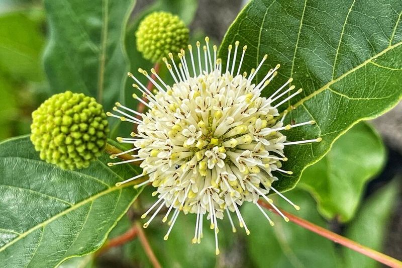 Buttonbush Attracts Wildlife Like Nothing Else