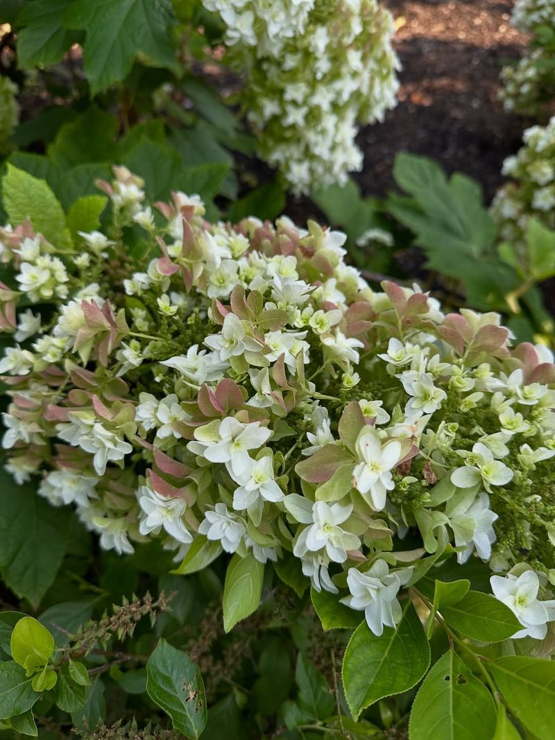 Oakleaf Hydrangea Brings Bold Texture And Reliable Blooms