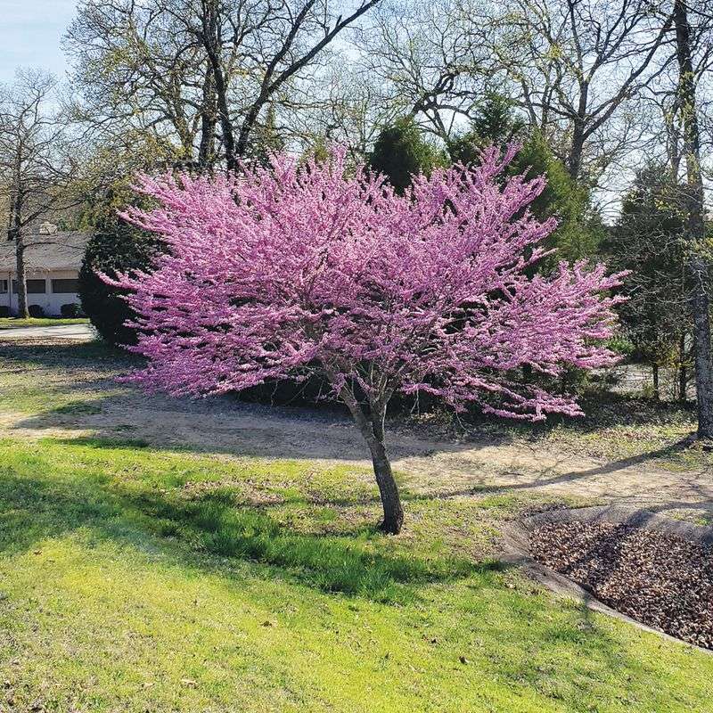 Eastern Redbud (Cercis canadensis)