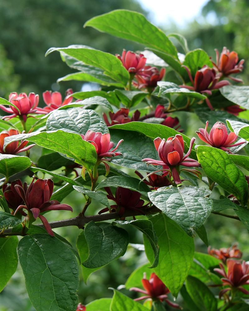 Sweetshrub Fills Woodland Beds With Fragrant Growth