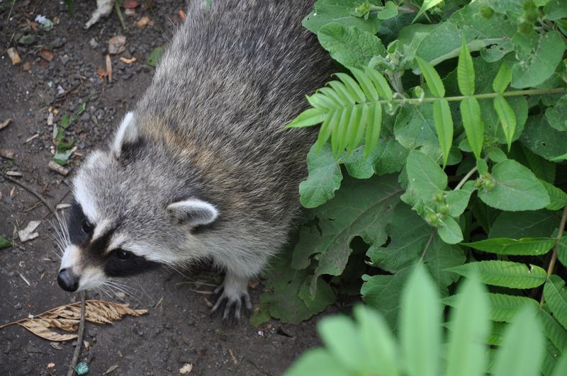 Raccoons Can Dig And Disturb Garden Beds Searching For Food