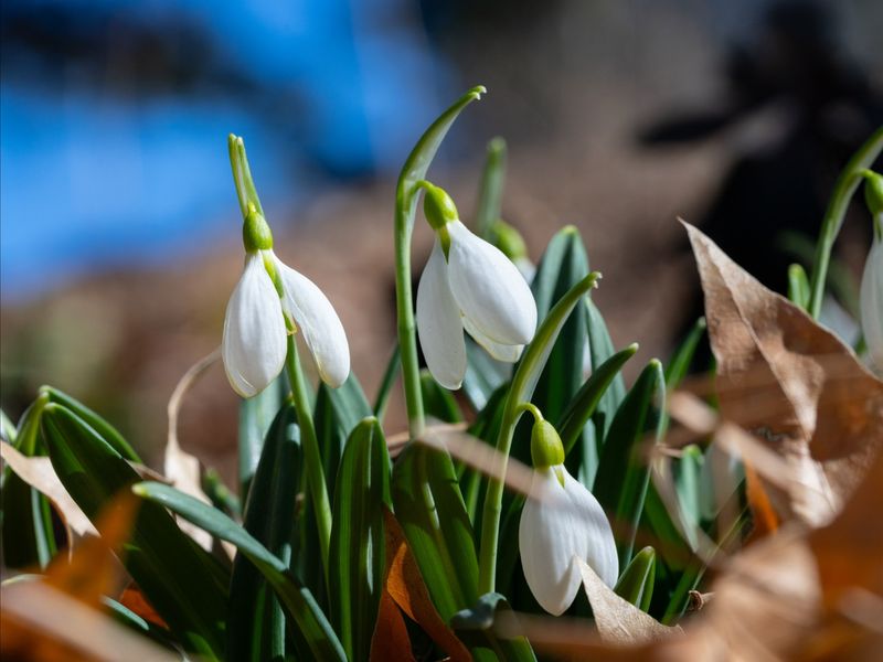 Let Foliage Fade Naturally After Bloom