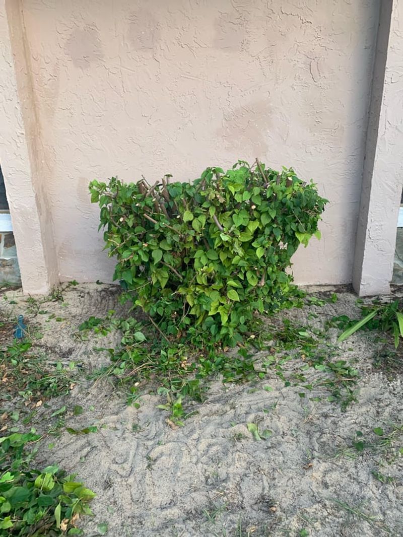 Time Your Bougainvillea Cutback Right
