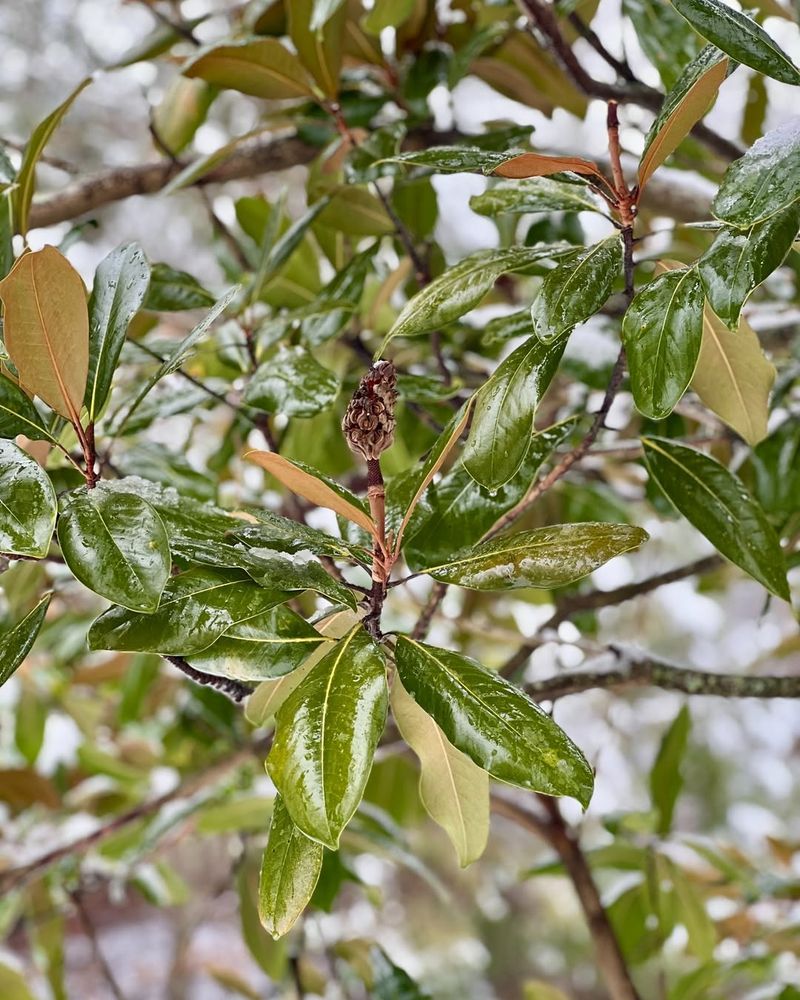 Water Plants Gently To Reduce Stress