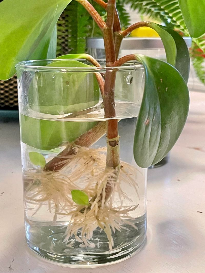 Plant At The Right Size