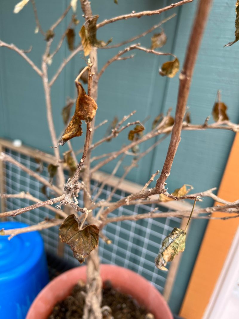 Scratch Test The Stems To Find What Is Still Alive