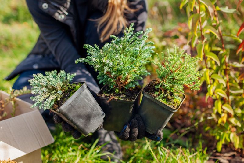 Water Smart After Dormancy To Avoid Root Rot