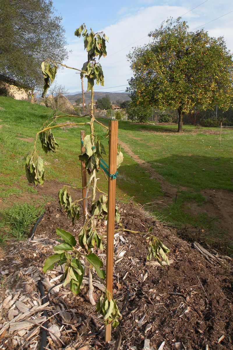 Watering And Mulch Support Recovery